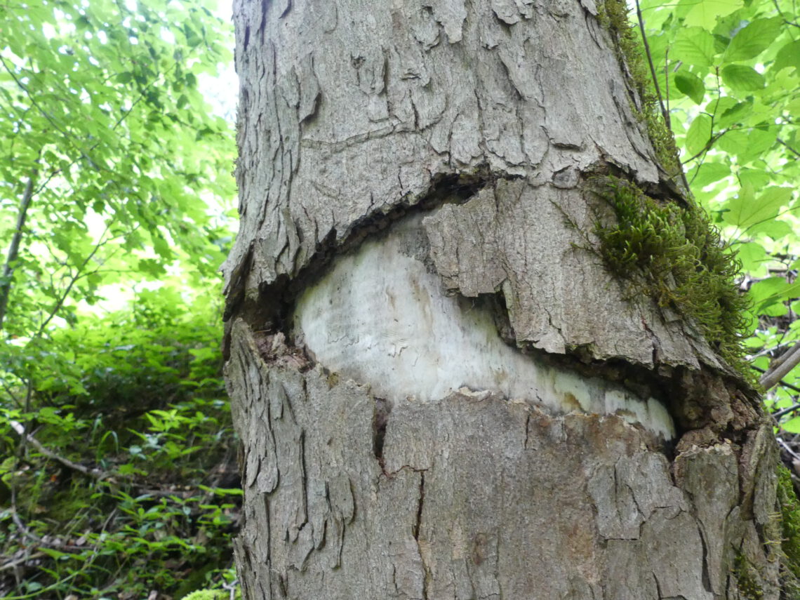 offene Rinde am beschädigten Ahorn