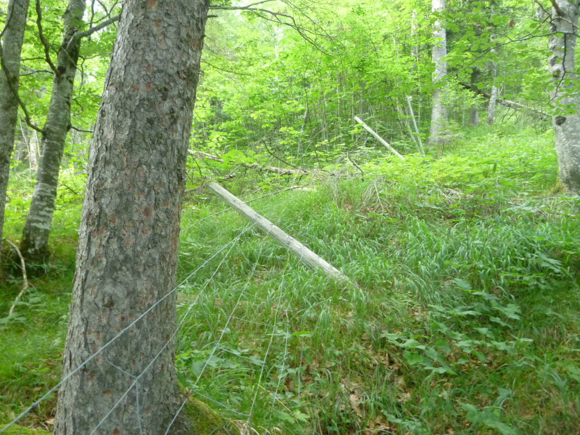 Beschädigter Wildzaun Sonnberg