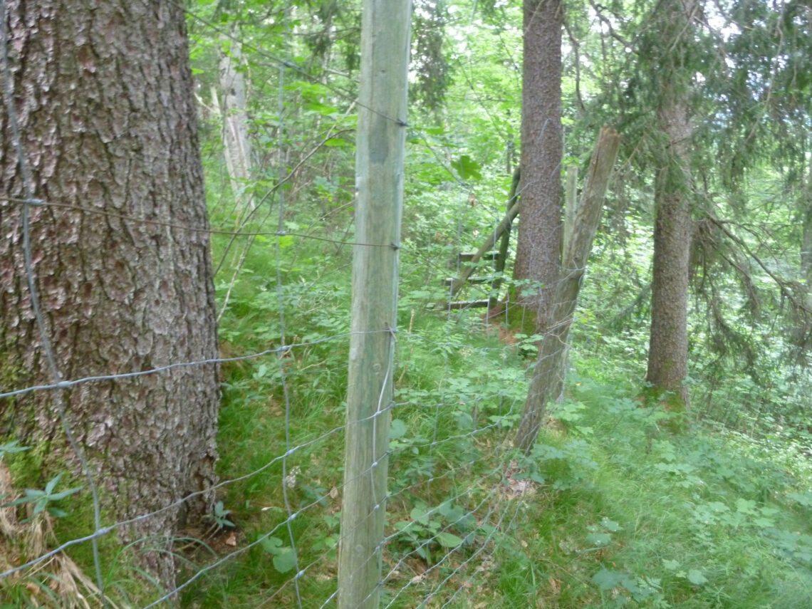 08 Neue Stempen und reparierter Wildzaun im unteren Drittel