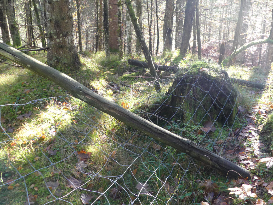 19 beschädigter Wildzaun oberhalb von Kloaschau